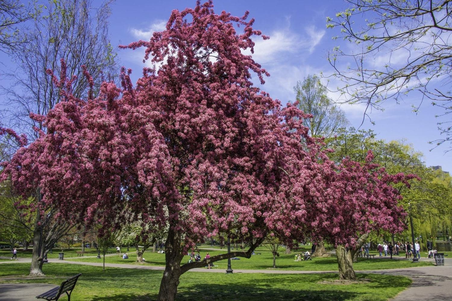 Flowering trees on Harvard common in spring